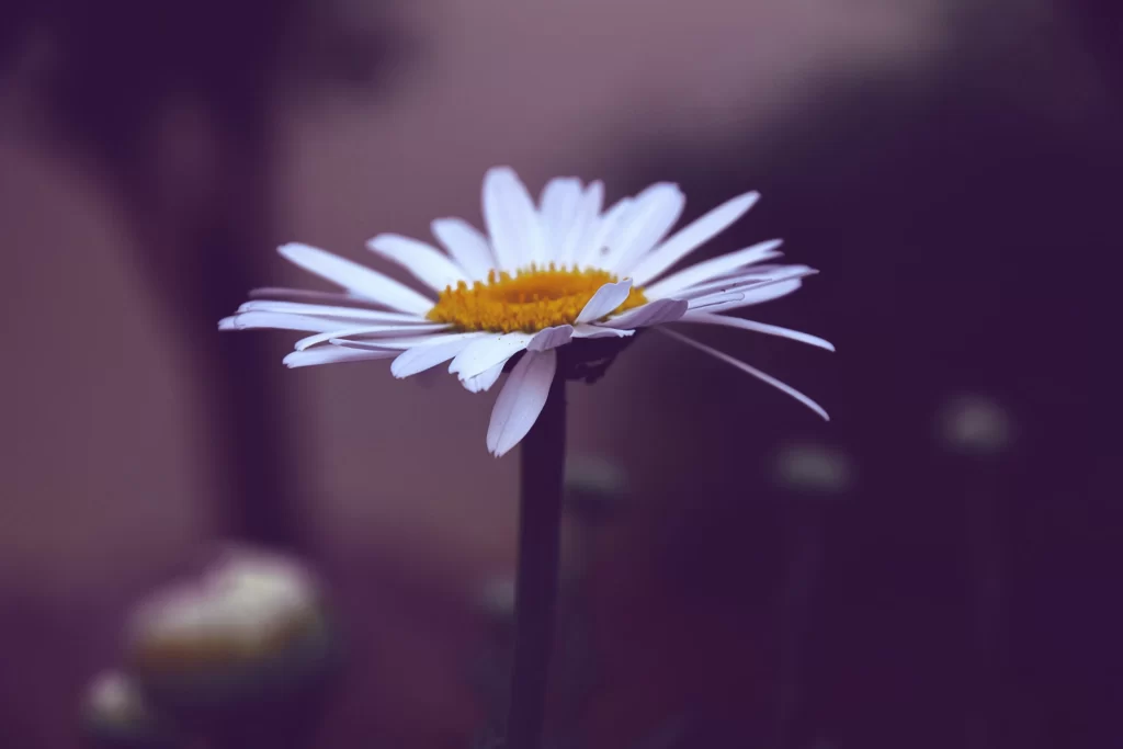 White Daisy Yellow Center gray Petals