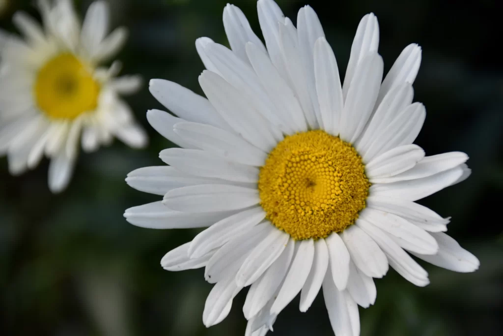 White Daisy Yellow Center gray Petals