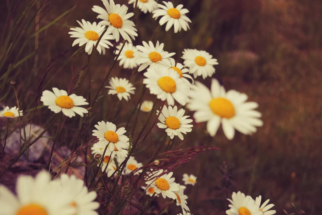 White Daisy Yellow Center Petals gray Nature