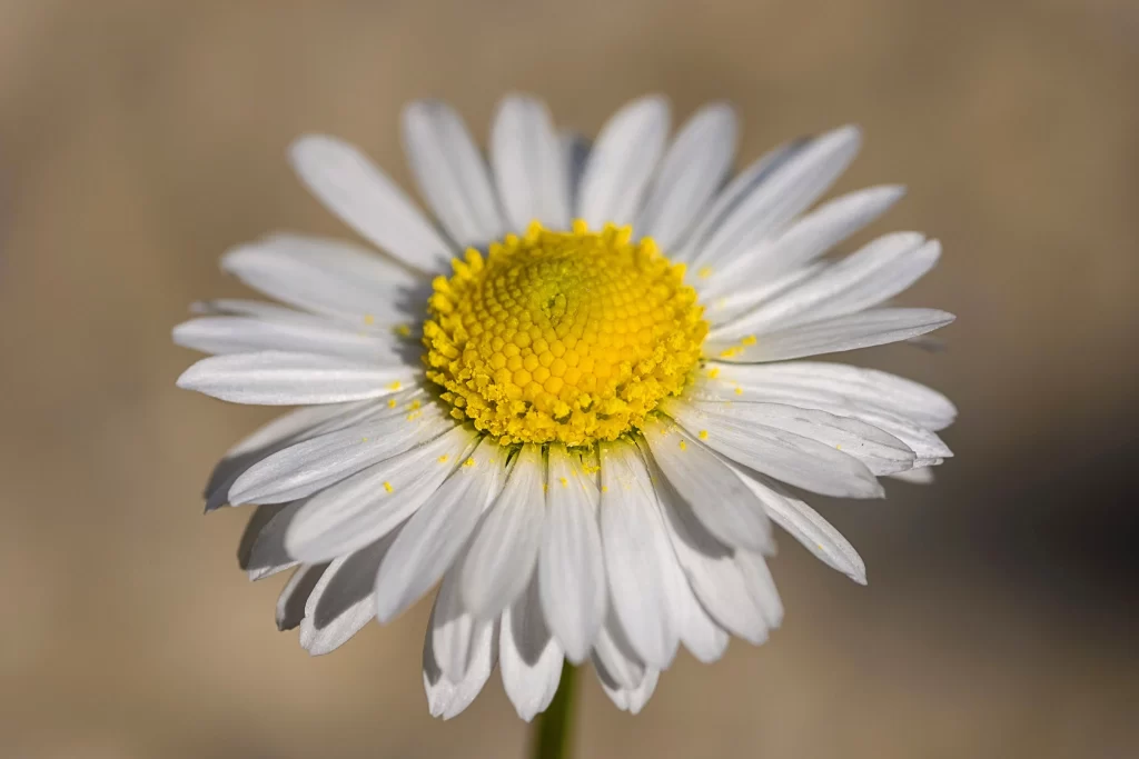 White Daisy Yellow Center Petals gray Sunlight