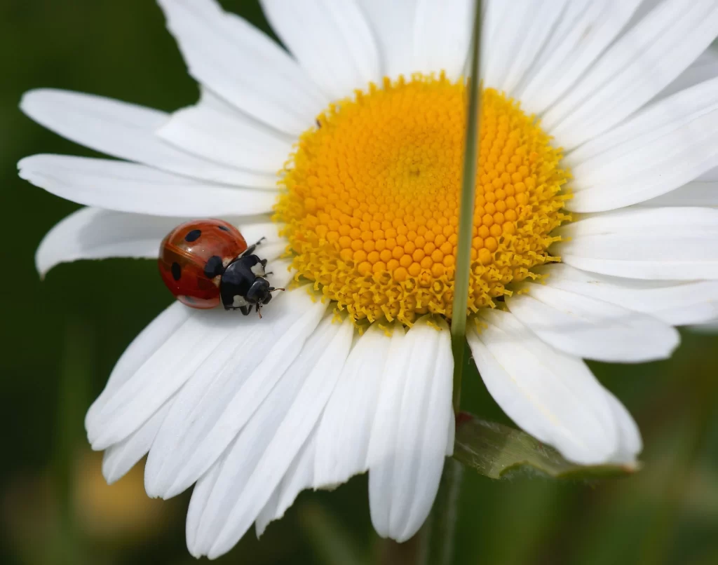 White Daisy Yellow Center Petals Ladybug
