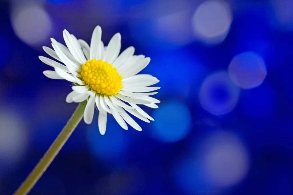White Daisy Yellow Center Petals Blue Background Bokeh