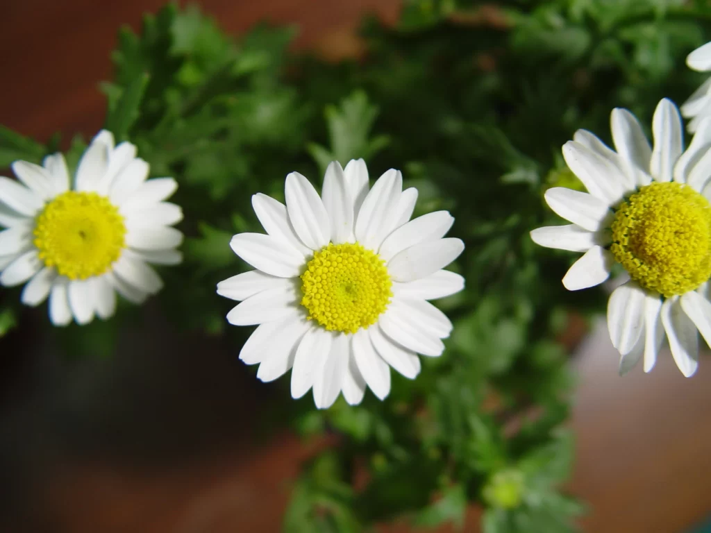 White Daisy Yellow Center Petals Green warm Leaves