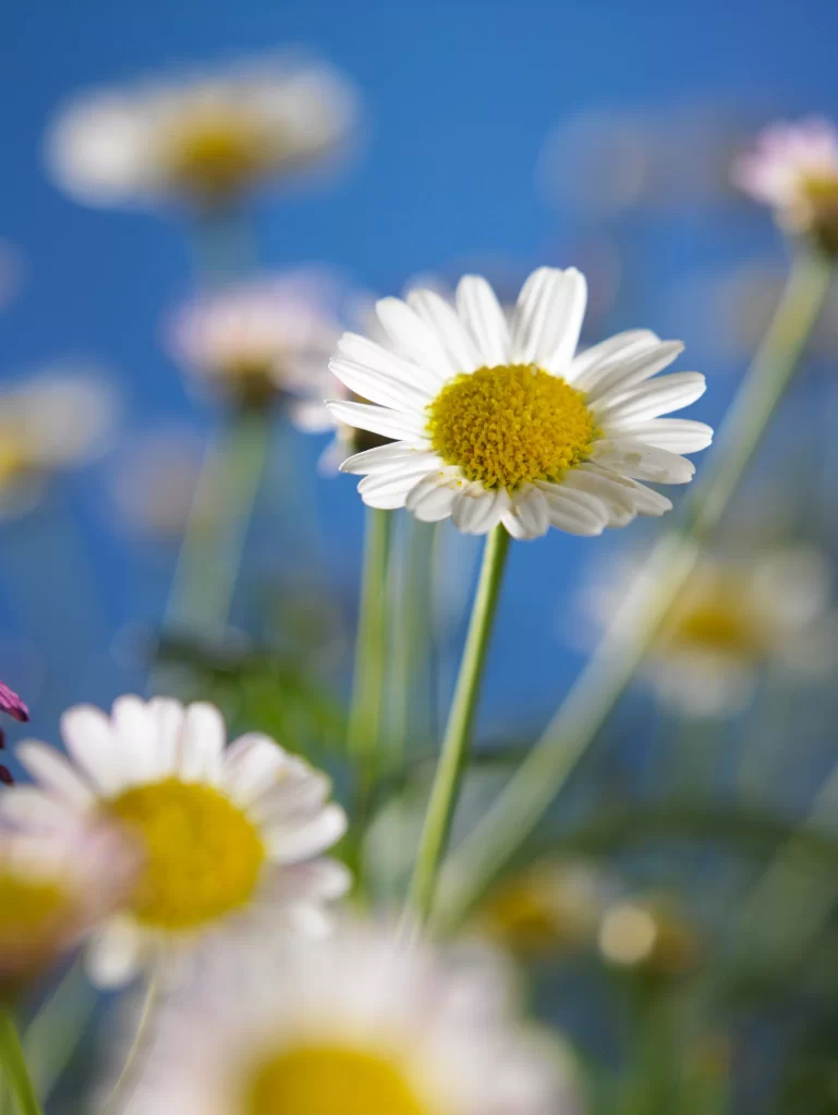 White Daisy Yellow Center Petals Blue gray Sky