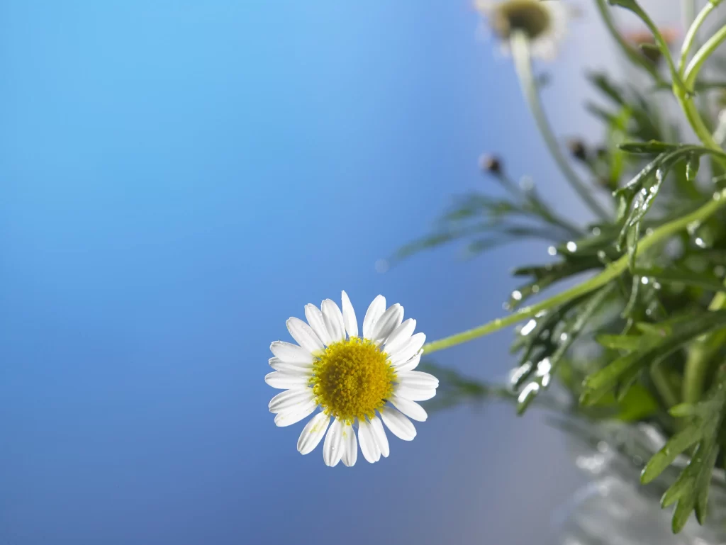 White Daisy Yellow Center Petals Blue cool Sky