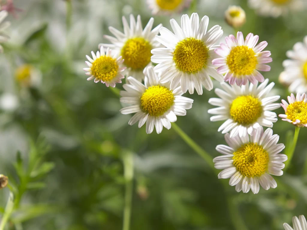 White Daisy Yellow Center Petals Green warm Leaves