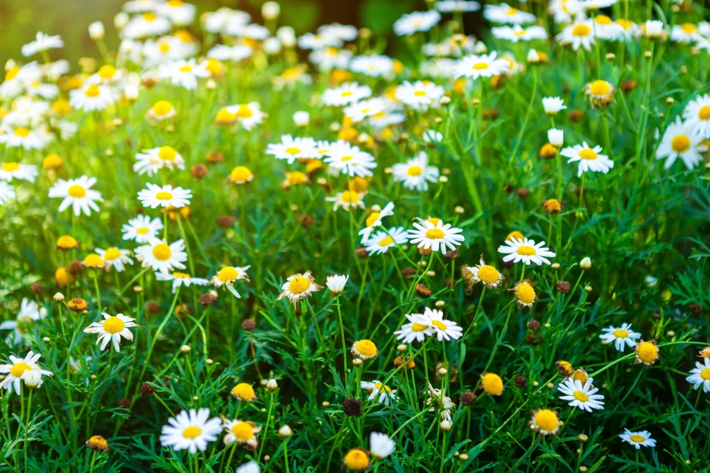 White Daisy Yellow Center Petals Green warm Leaves