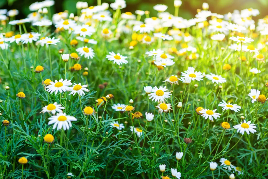 White Daisy Yellow Center Petals Green warm Leaves