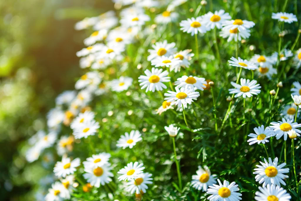 White Daisy Yellow Center Petals Green warm Leaves