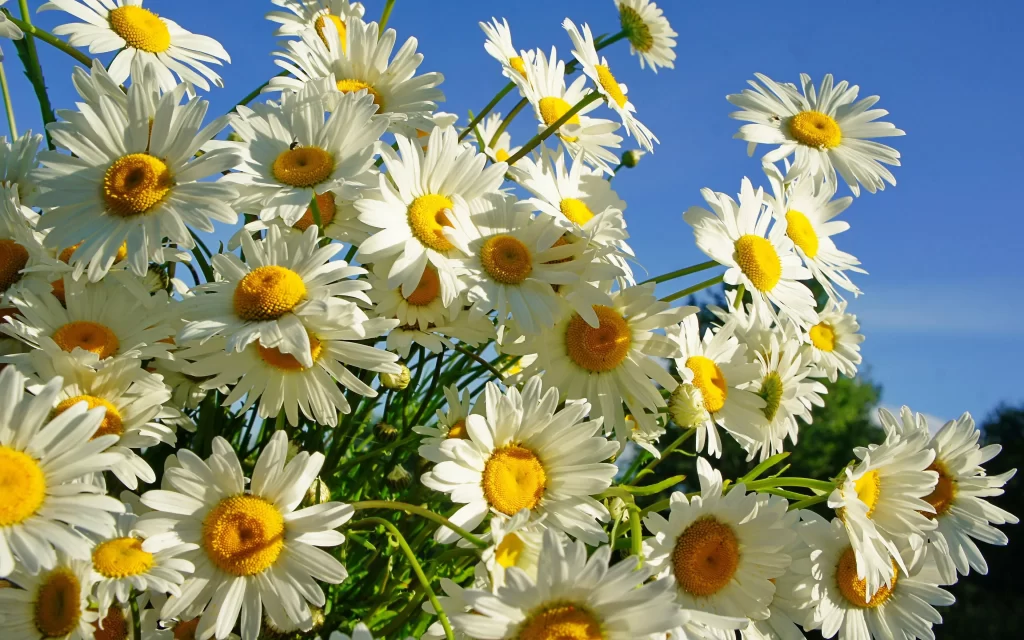 White Daisy Yellow Center Petals Sunlight Blue Sky