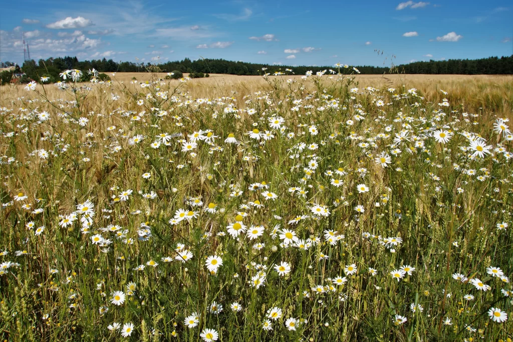 White Daisy Yellow Center Field Blooming