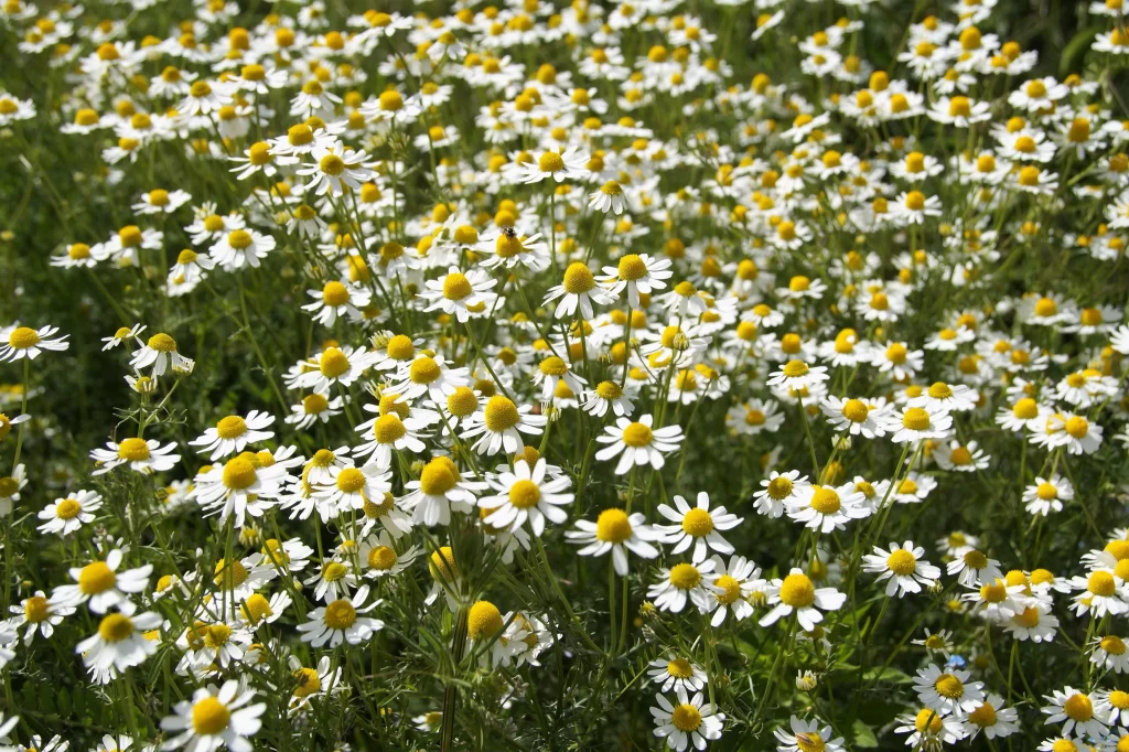 White Daisy Yellow Center Petals Sunlit Field