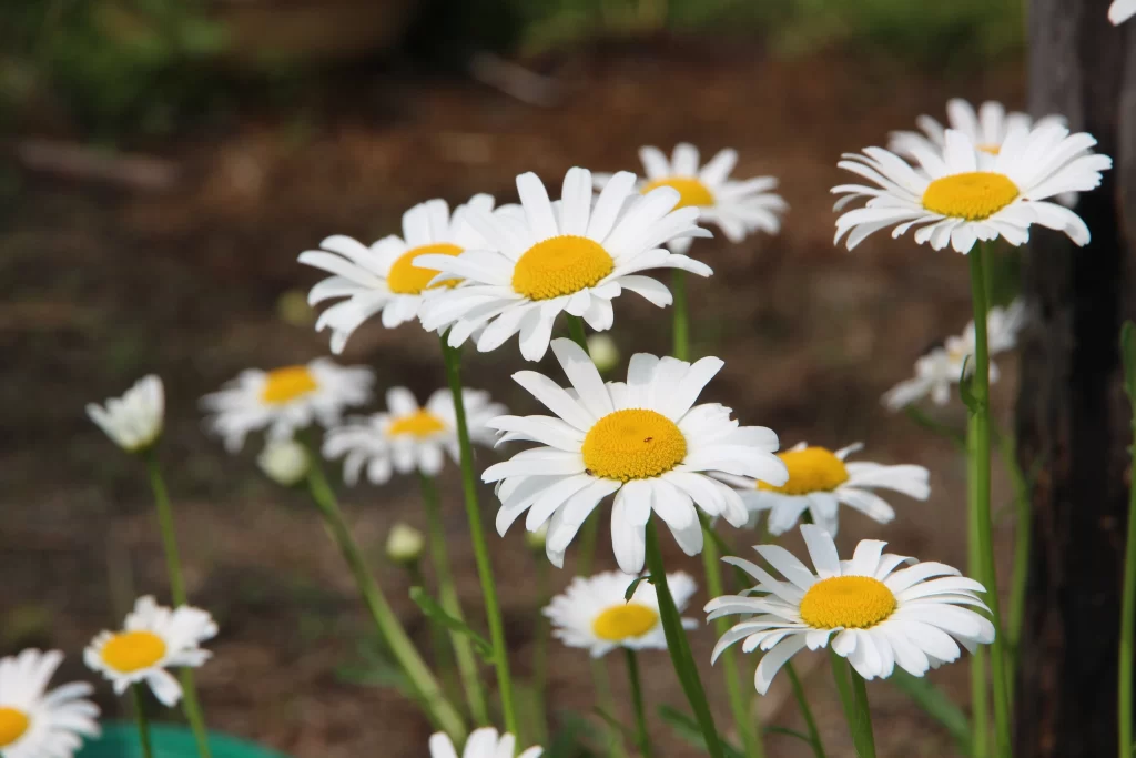 White Daisy Yellow Center Petals Green gray Stems