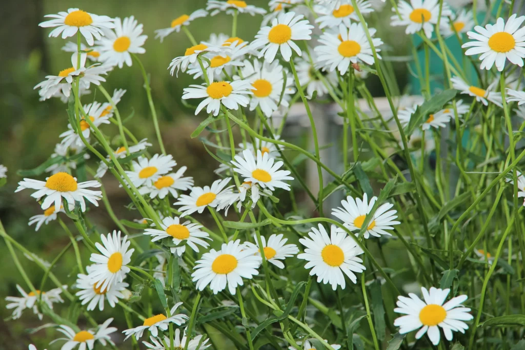 White Daisy Yellow Center Petals Green warm Stems