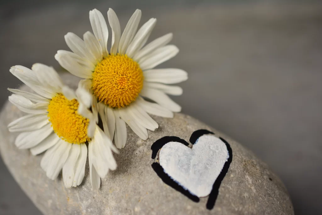 White Daisy Yellow Center Petals Stone Heart