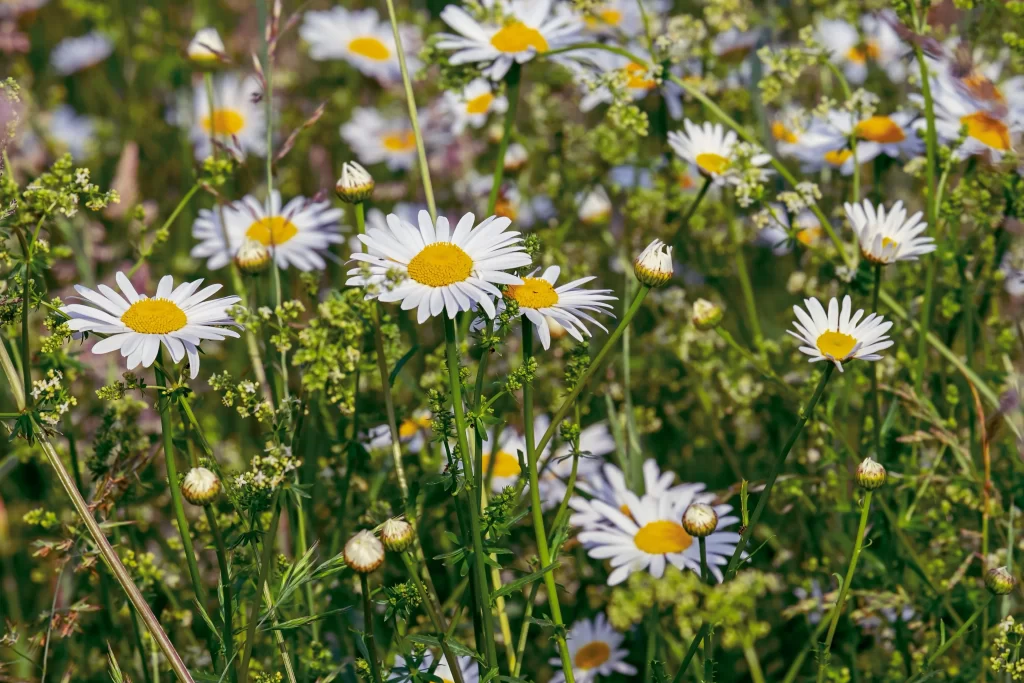 White Daisy Yellow Center Petals Green warm Stems