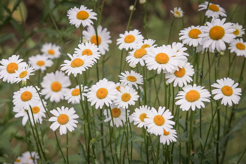 White Daisy Yellow Center Petals Green gray Stems