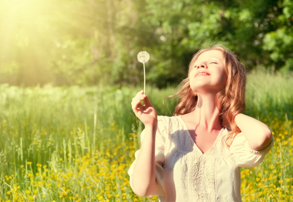 White Dandelion Delicate Sunlight Field Yellow Flowers