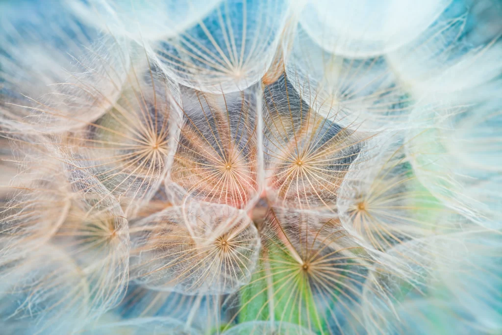 White Dandelion Delicate Feathery Softness gray Nature