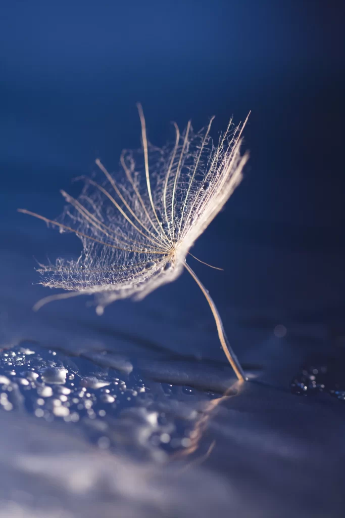 White Dandelion Delicate Feathery Seed Head Blue Background