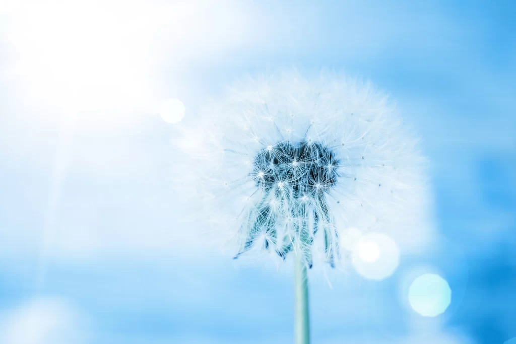 White Dandelion Delicate Feathery Soft Blue Background