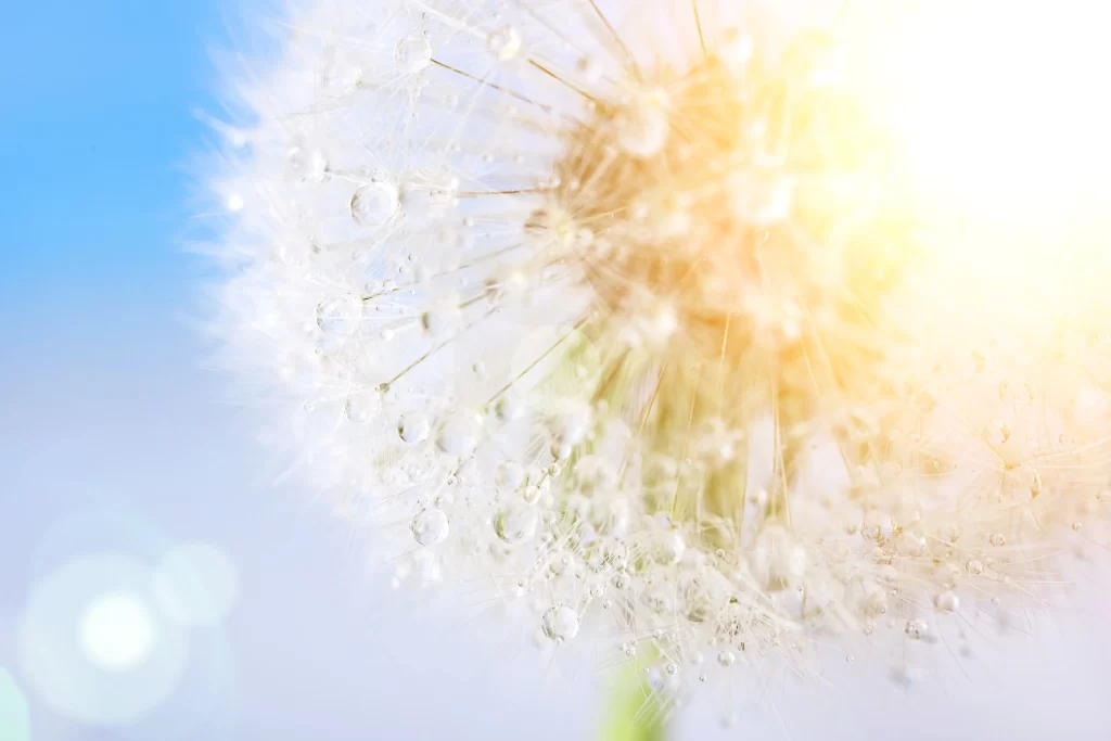 White Dandelion Delicate Feathery Dewdrops Sunlight