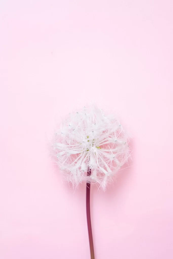 White Dandelion Delicate Feathery Soft Pink Background