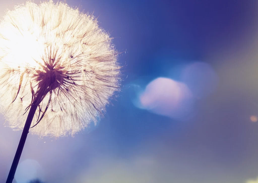 White Dandelion Delicate Feathery Seed Head Blue Sky