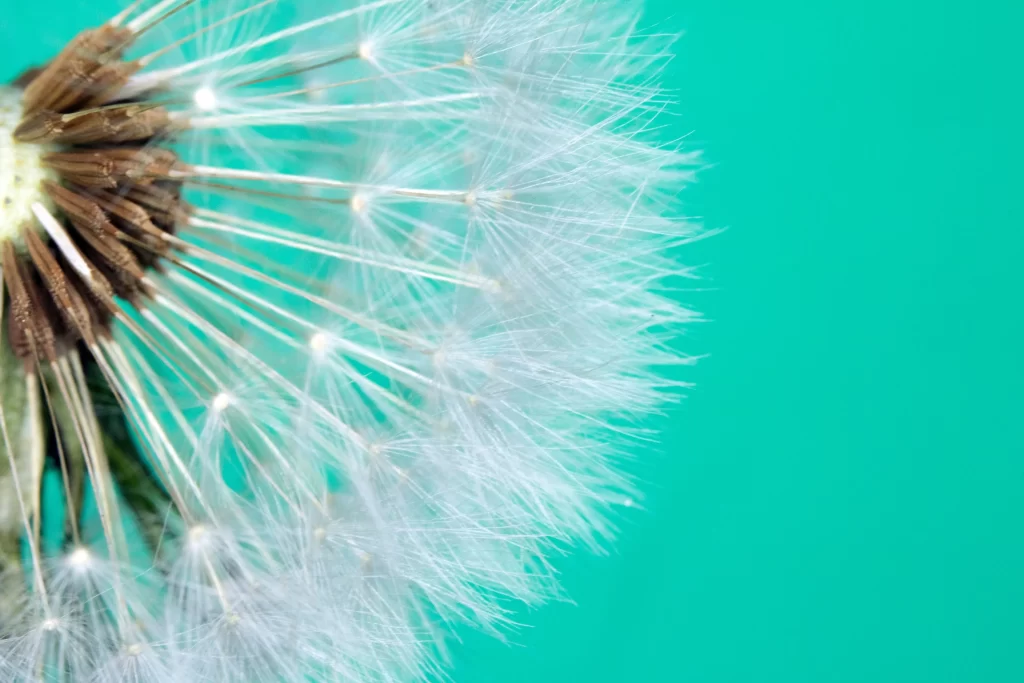 White Dandelion Delicate Feathery Seeds Green cool Background