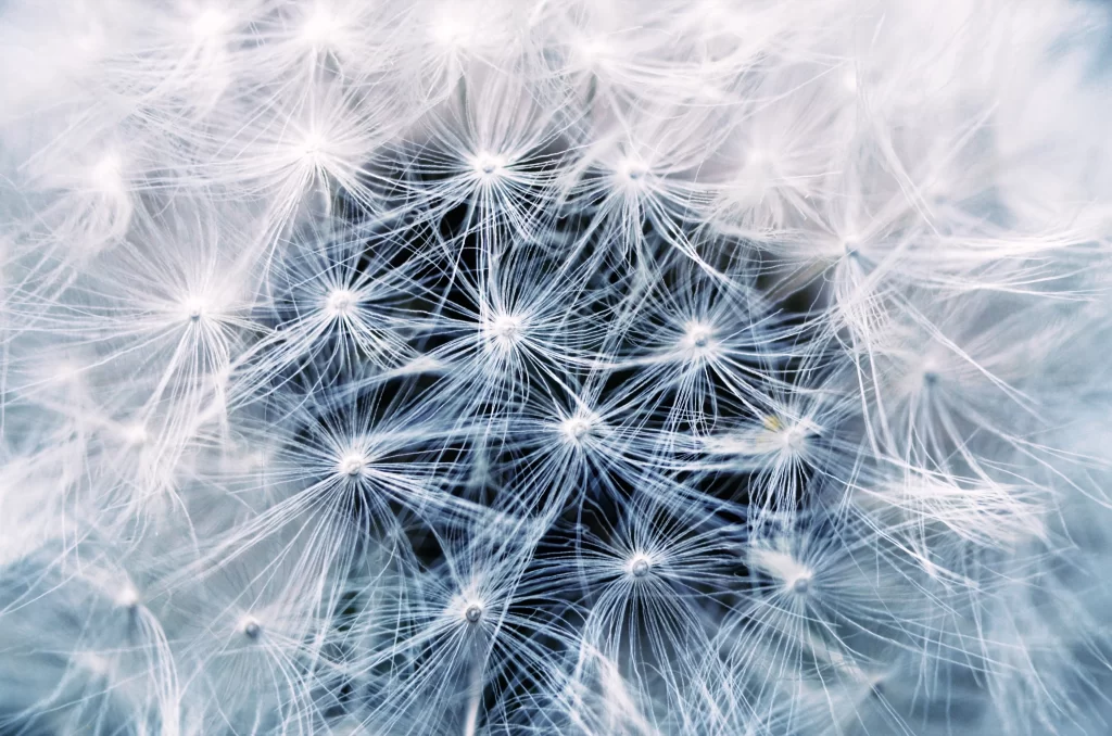 White Dandelion Delicate Feathery Softness gray Nature