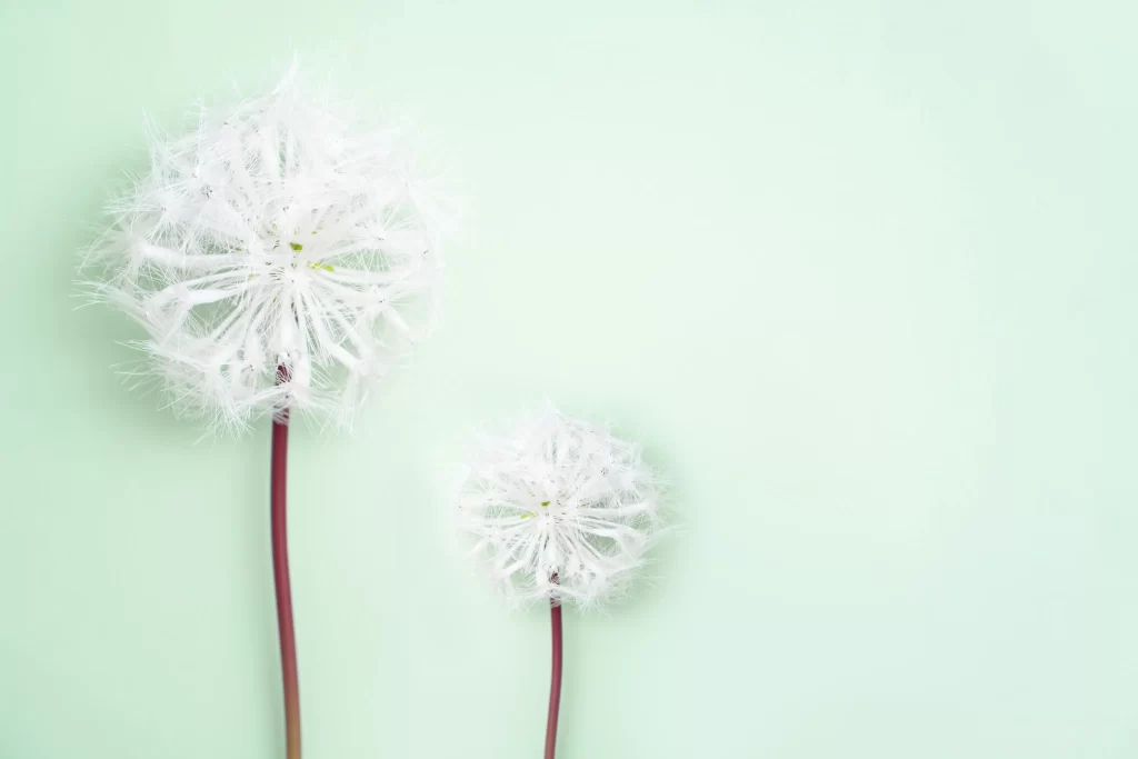 White Dandelion Delicate Feathery Soft Green Background