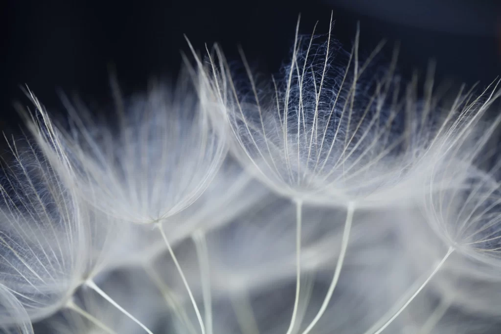 White Dandelion Delicate Feathery Softness gray Nature