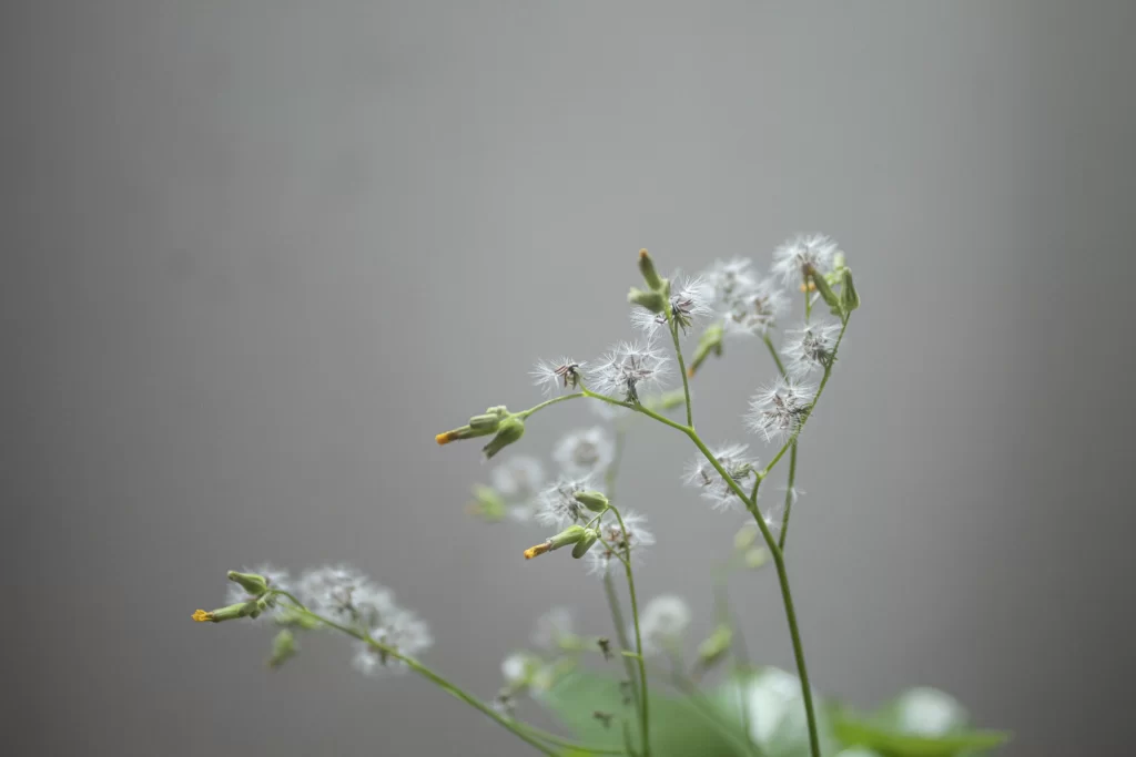 White Dandelion Delicate Feathery Seeds Green Stems