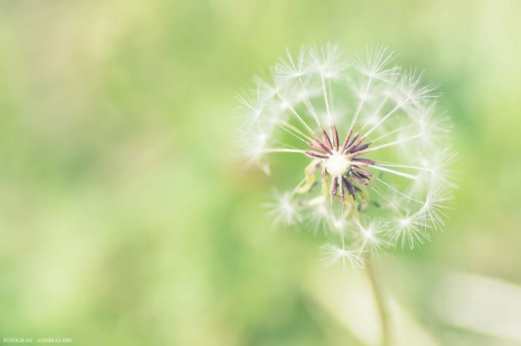 White Dandelion Delicate Feathery Seeds Green warm Background