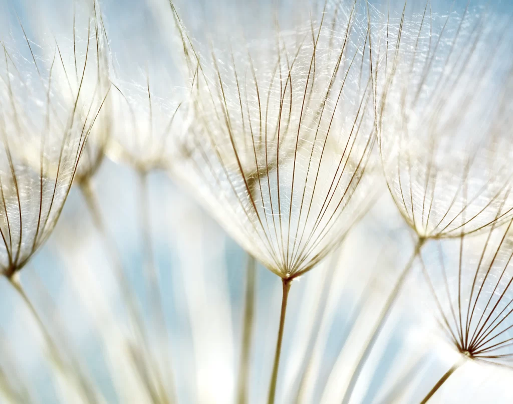 White Dandelion Delicate Feathery Soft