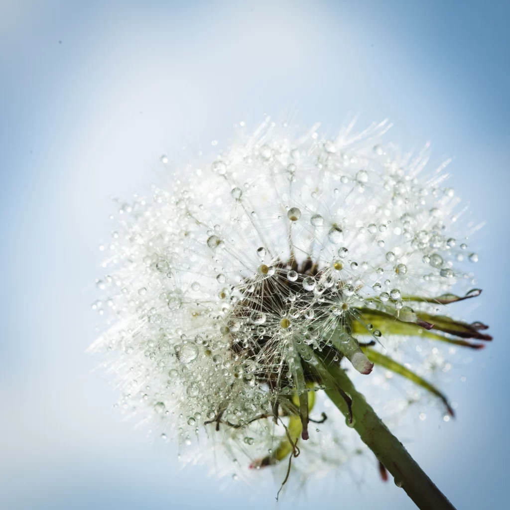 White Dandelion Dewdrops Delicate Feathers BlueSky