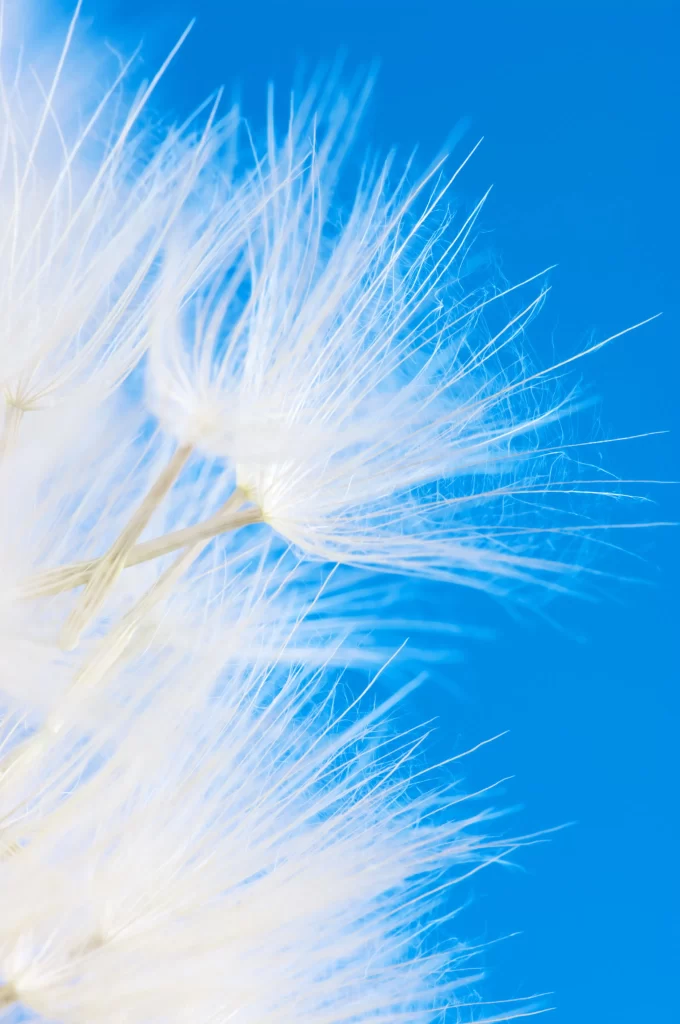 White Dandelion Feathery Delicate Blue Background