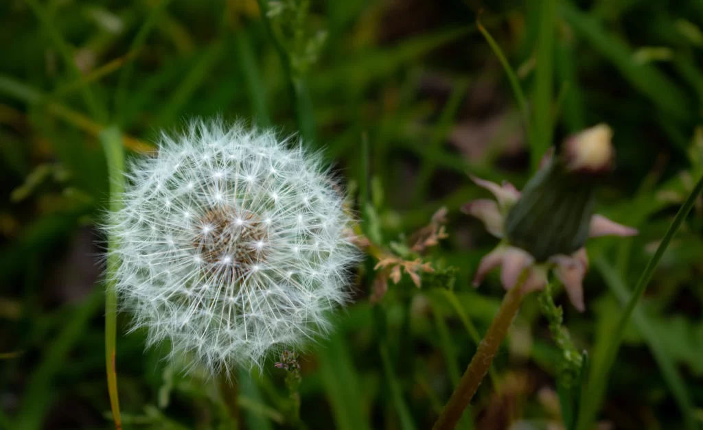 White Dandelion Seed Head Delicate Feathers Green warm Grass