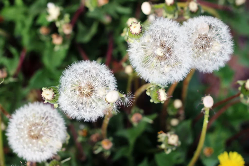 White Dandelion Seed Head Delicate Feathers Green gray Leaves