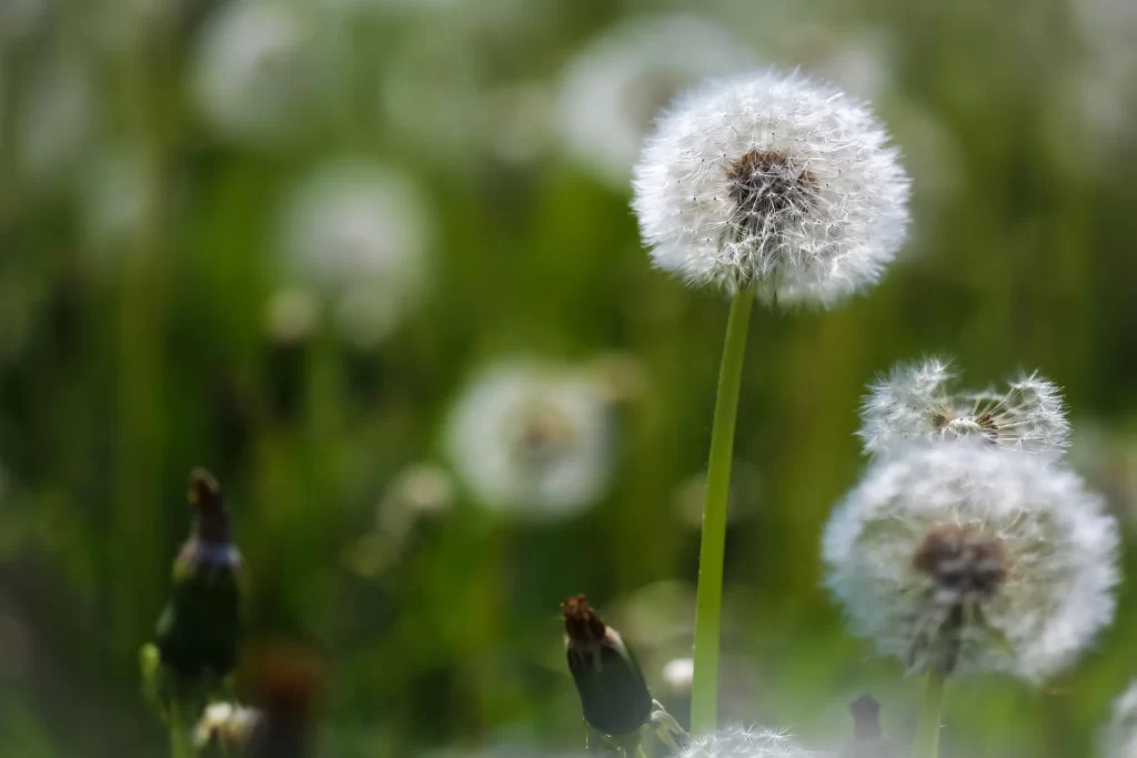 White Dandelion Seed Head Green Stalk Nature