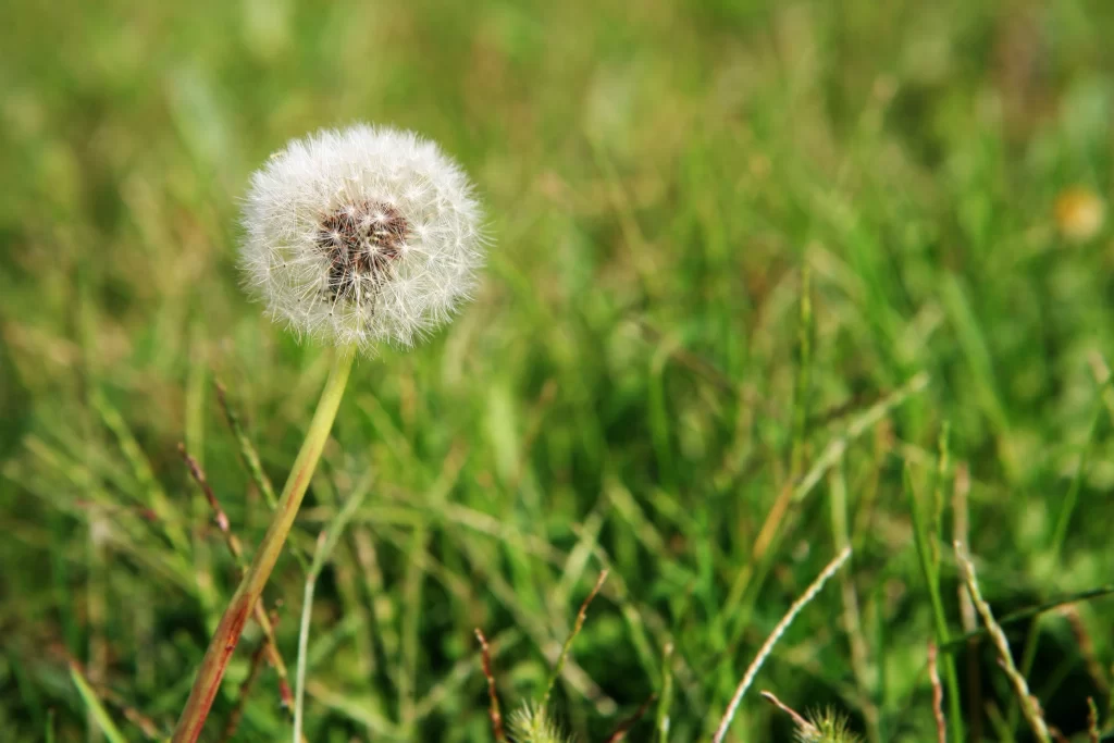 White Dandelion Seed Head Fuzzy Green warm Grass