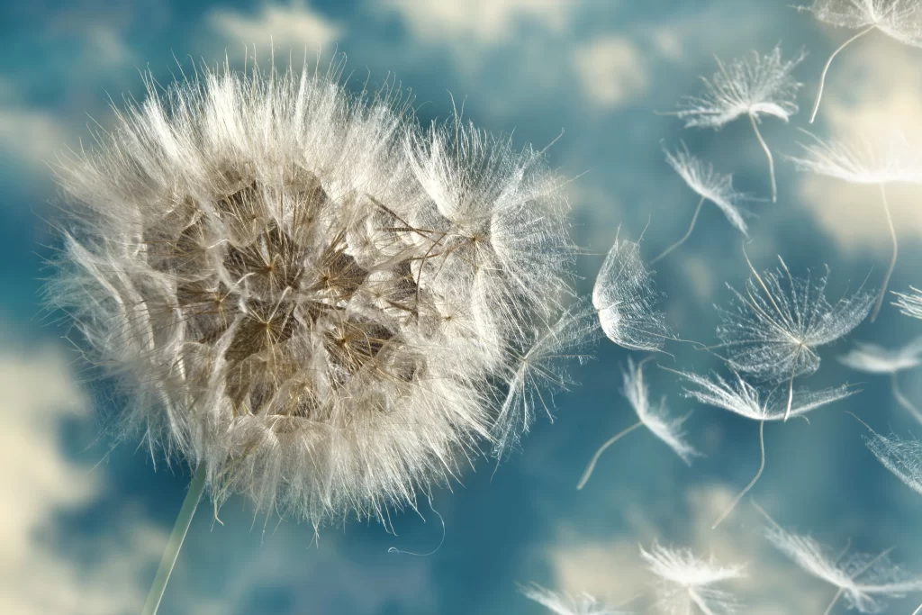 White Dandelion Seed Head Delicate Feathers Blue gray Sky