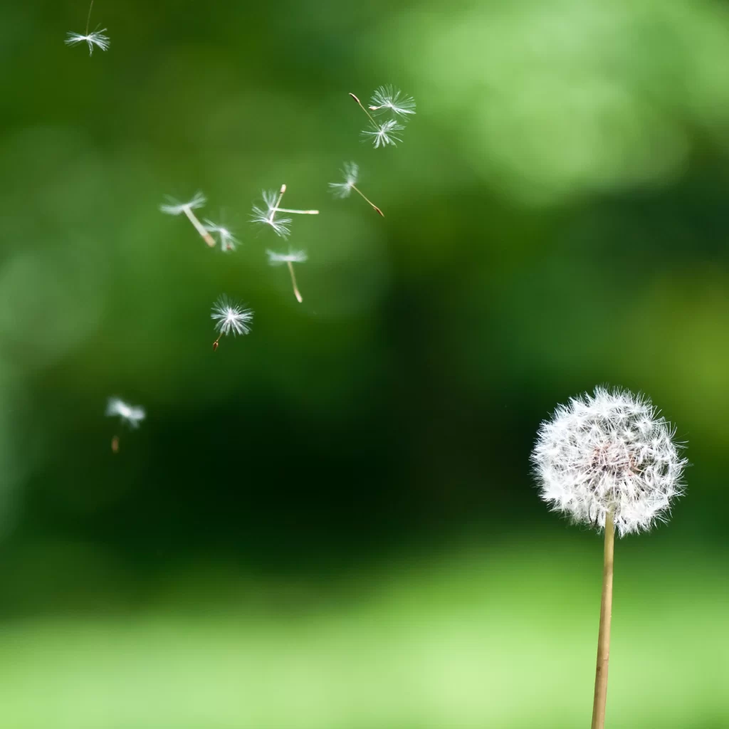 White Dandelion Seed Head Delicate Feathers Green warm Background