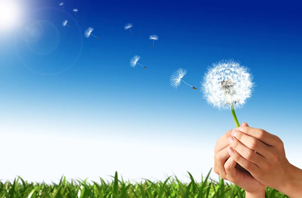 White Dandelion Seed Head Green Stem Blue Sky Sunlight