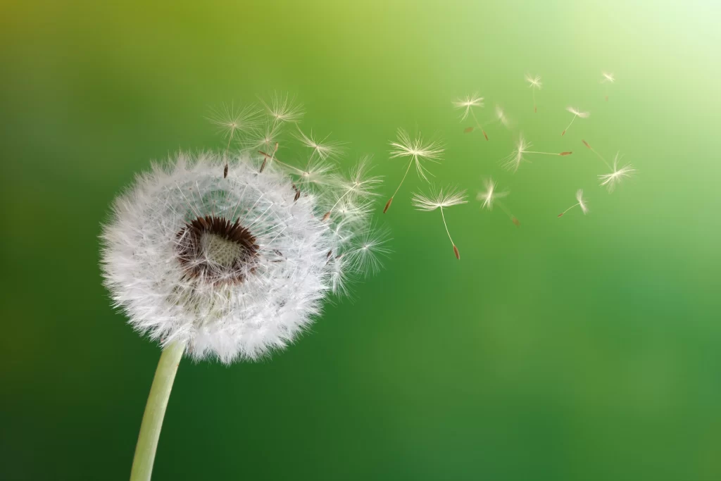 White Dandelion Seed Head Green Background Delicate warm Feathery