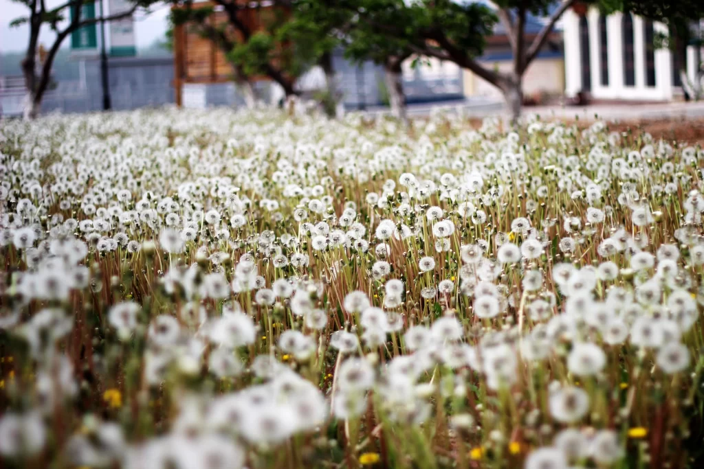 White Dandelion Seed Heads Delicate Round Green