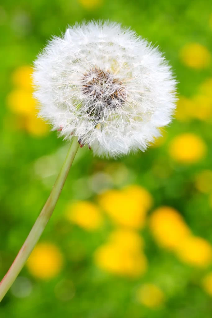 White Dandelion Seed Head Green Yellow warm Background