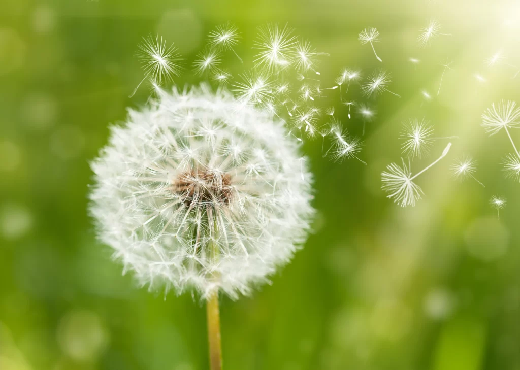 White Dandelion Seed Head Delicate Feathery warm Green