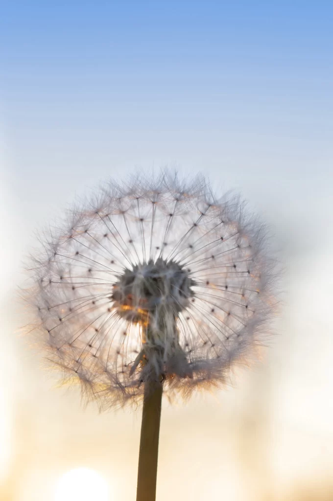 White Dandelion Seed Head Delicate Feathers Soft Blue Sky