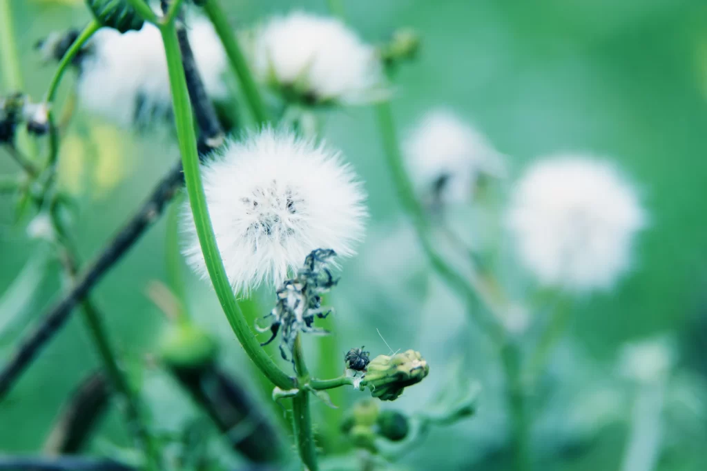 White Dandelion Seed Head Green Stems Soft Focus Nature